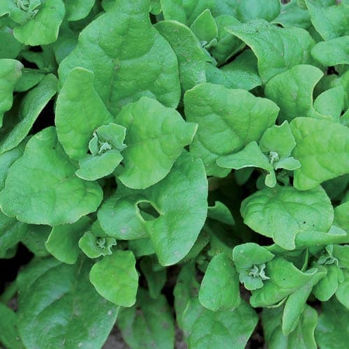 SPINACH New Zealand Organic Seed Specialists